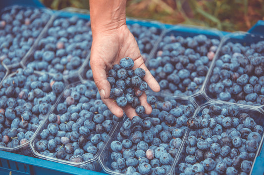 El origen andaluz de las frutas que hacen FrutaPURA tan especial